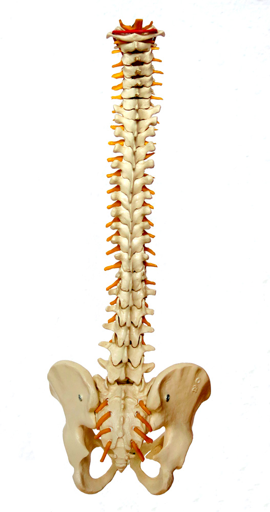 saúde da coluna vertebral